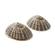 Limpet