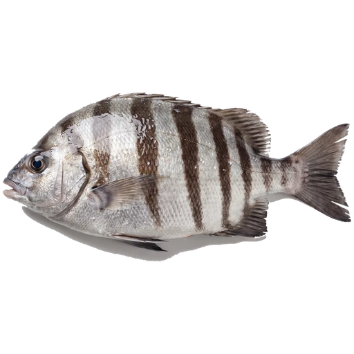 Striped Beakfish