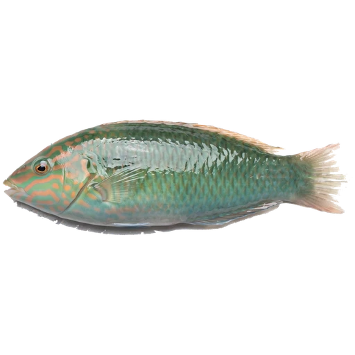 Wrasse