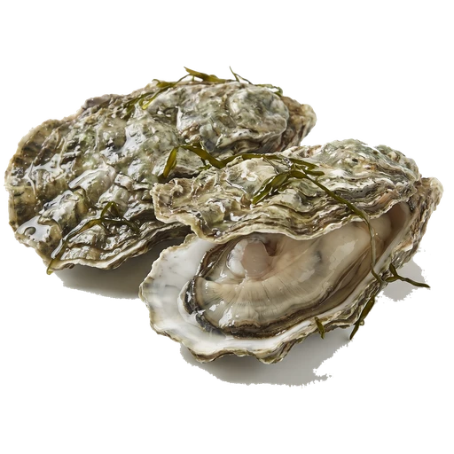 Rock Oyster
