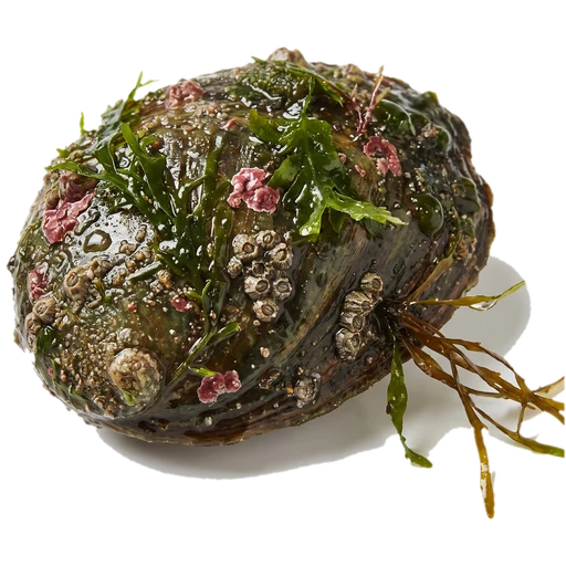 Abalone