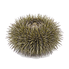 Green Urchin