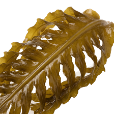 Sea Mustard