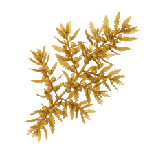 Sargassum