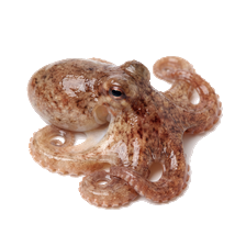 Octopus