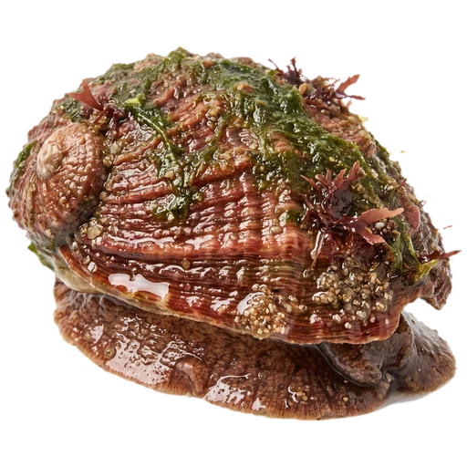 Small Abalone