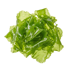 Sea Lettuce