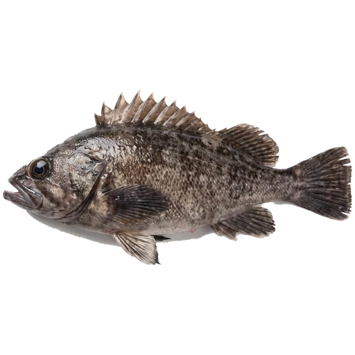 Rockfish