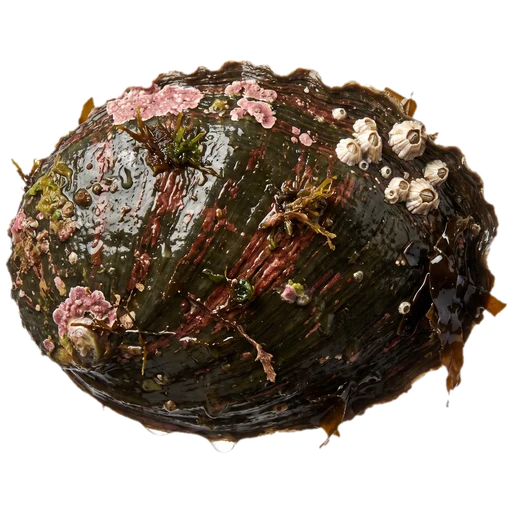 King Abalone